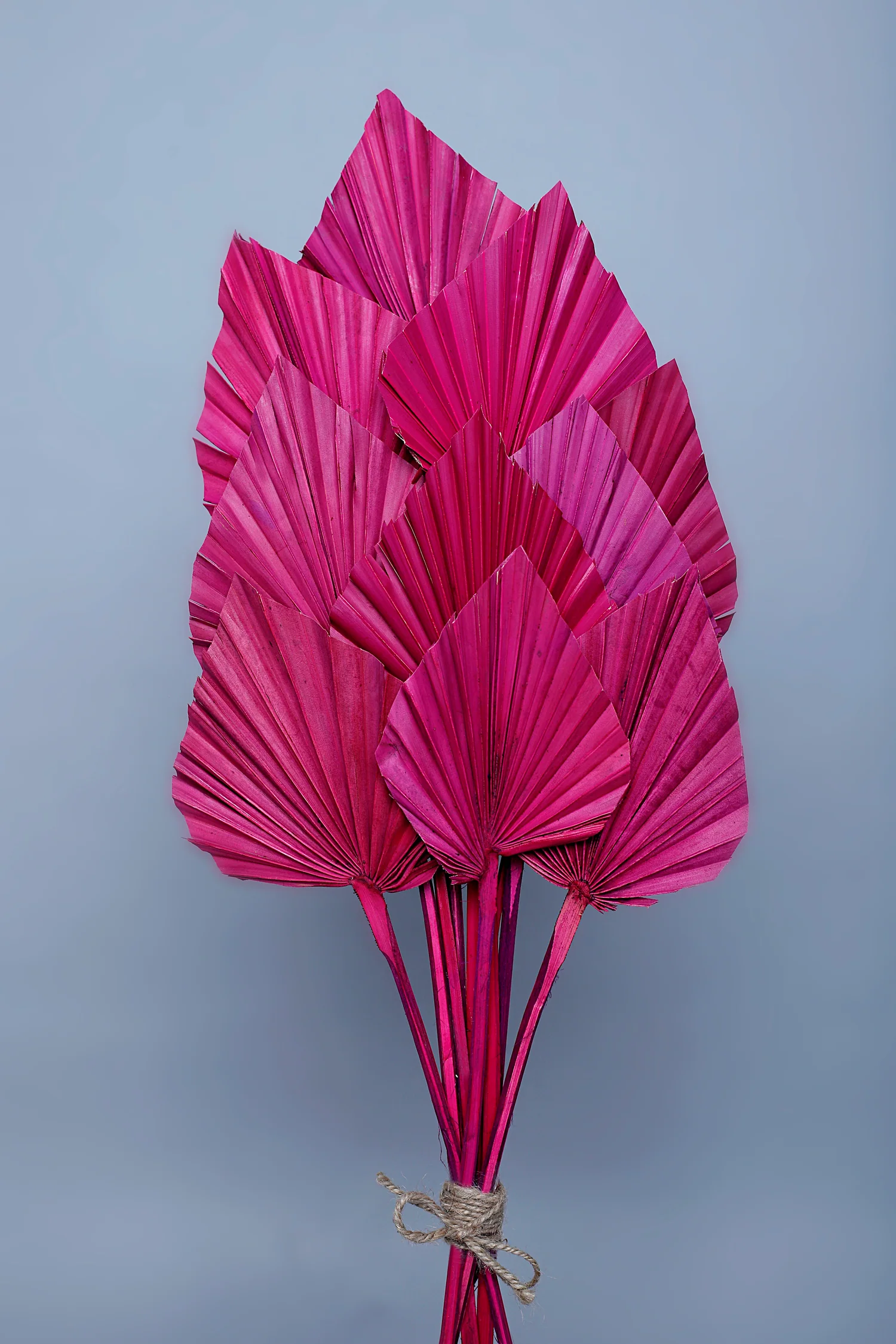 PALM SPEAR-PINK COLOUR